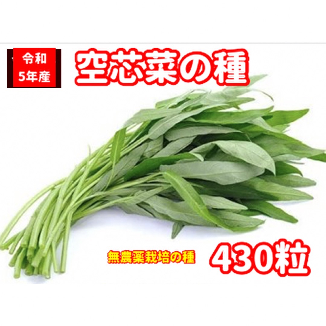 空芯菜種22g【430粒前後】★無農薬栽培の種★ベトナムの栽培方法記載 食品/飲料/酒の食品(野菜)の商品写真