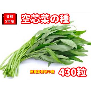 空芯菜種22g【430粒前後】★無農薬栽培の種★ベトナムの栽培方法記載(野菜)