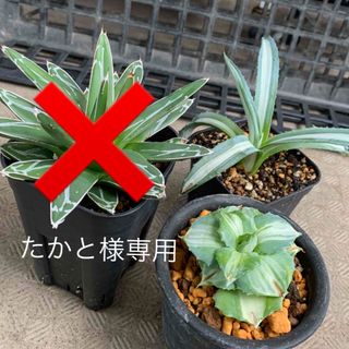 たかと様専用　多肉植物　アガベ　2点セット❷(王妃雷神　アメリカーナ)(その他)