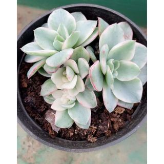 Echeveria 'Atlantis錦　多肉植物(その他)