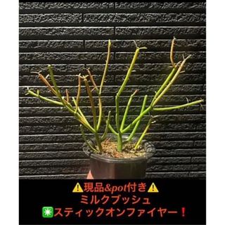 ⚠️pot付き⚠️ 紅葉します❗️ミルクブッシュ✳️スティックオンファイヤー❗️(その他)