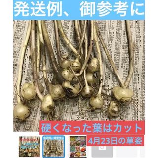 畑の横自生している  ノビル野蒜、薬用可、苗用可、食用可、12本+〆ランダム(野菜)