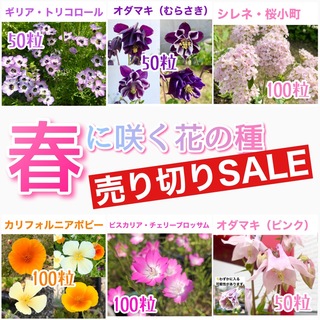 春に咲く秋蒔きの花の種  売り切りSALE④(その他)