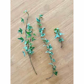 観葉植物　アイビー　へデラ　カット苗(その他)