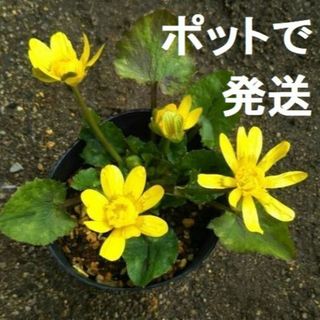 【9，10月植え付け適期】ヒメリュウキンカ 塊根 10球＋　落葉性多年草(その他)