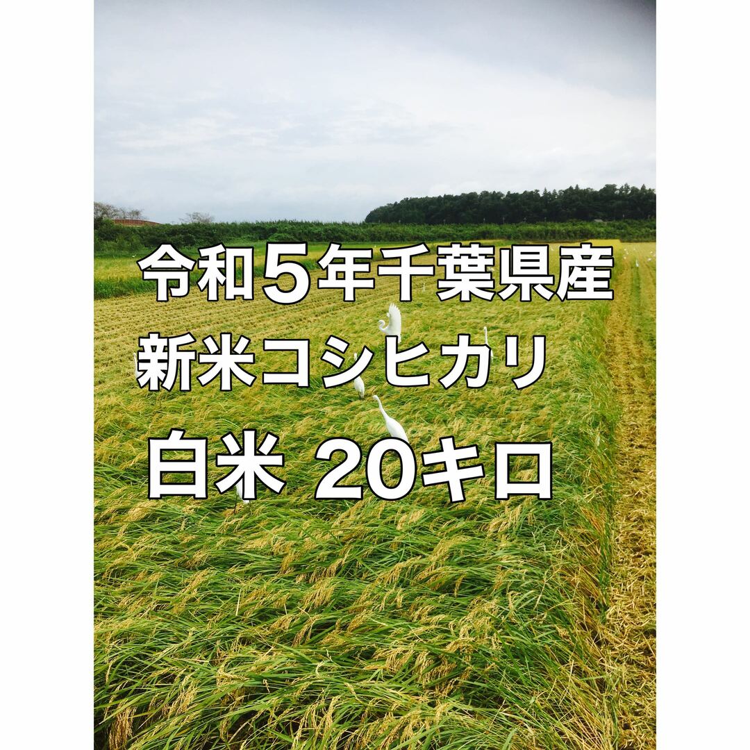 令和5年新米コシヒカリ白米20キロ　米/穀物