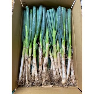 野菜(ホワイト/白色系)の通販 10,000点以上(食品/飲料/酒) | お得