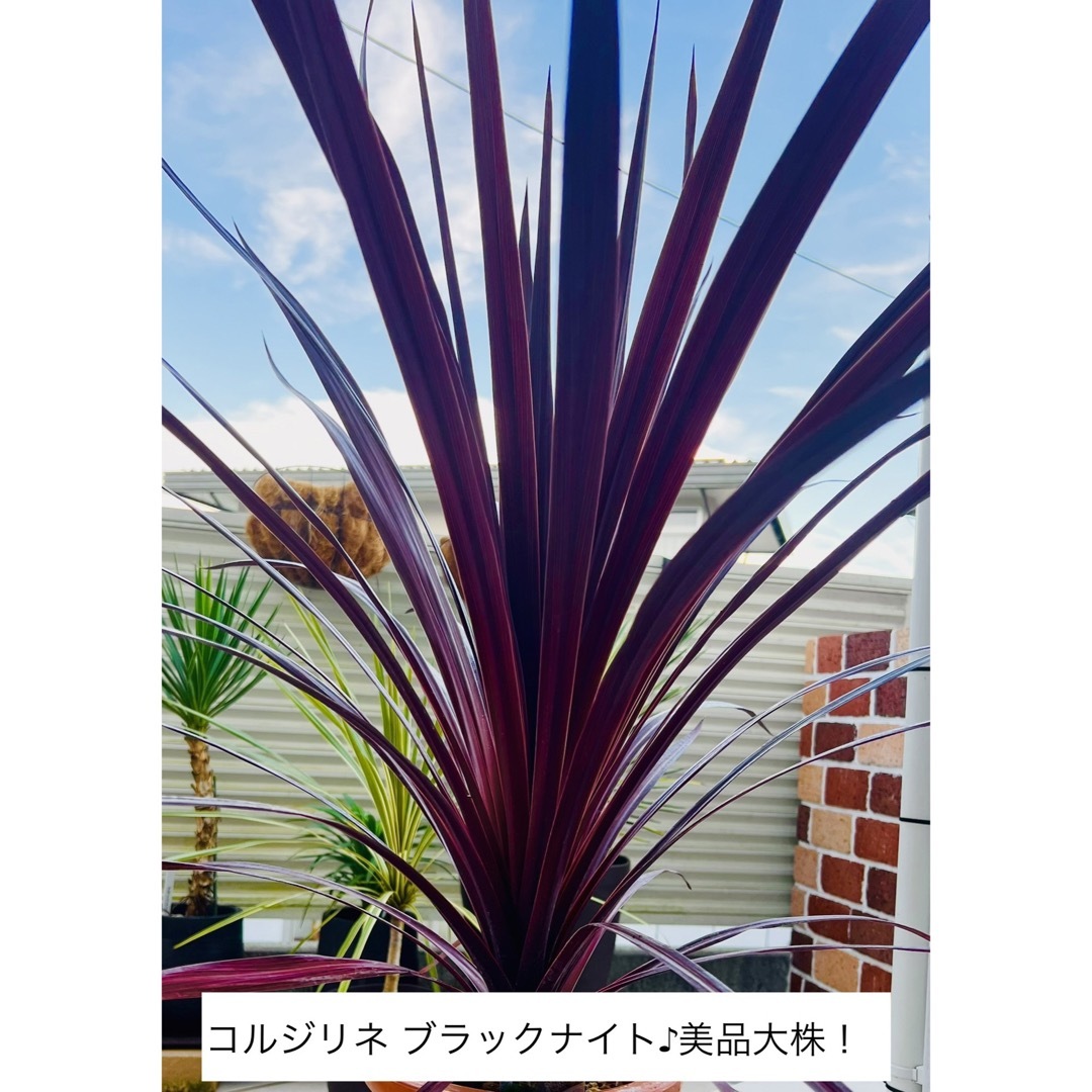 【未使用品】大型テラコッタ鉢 スタンド型　natural Garden 寄せ植え