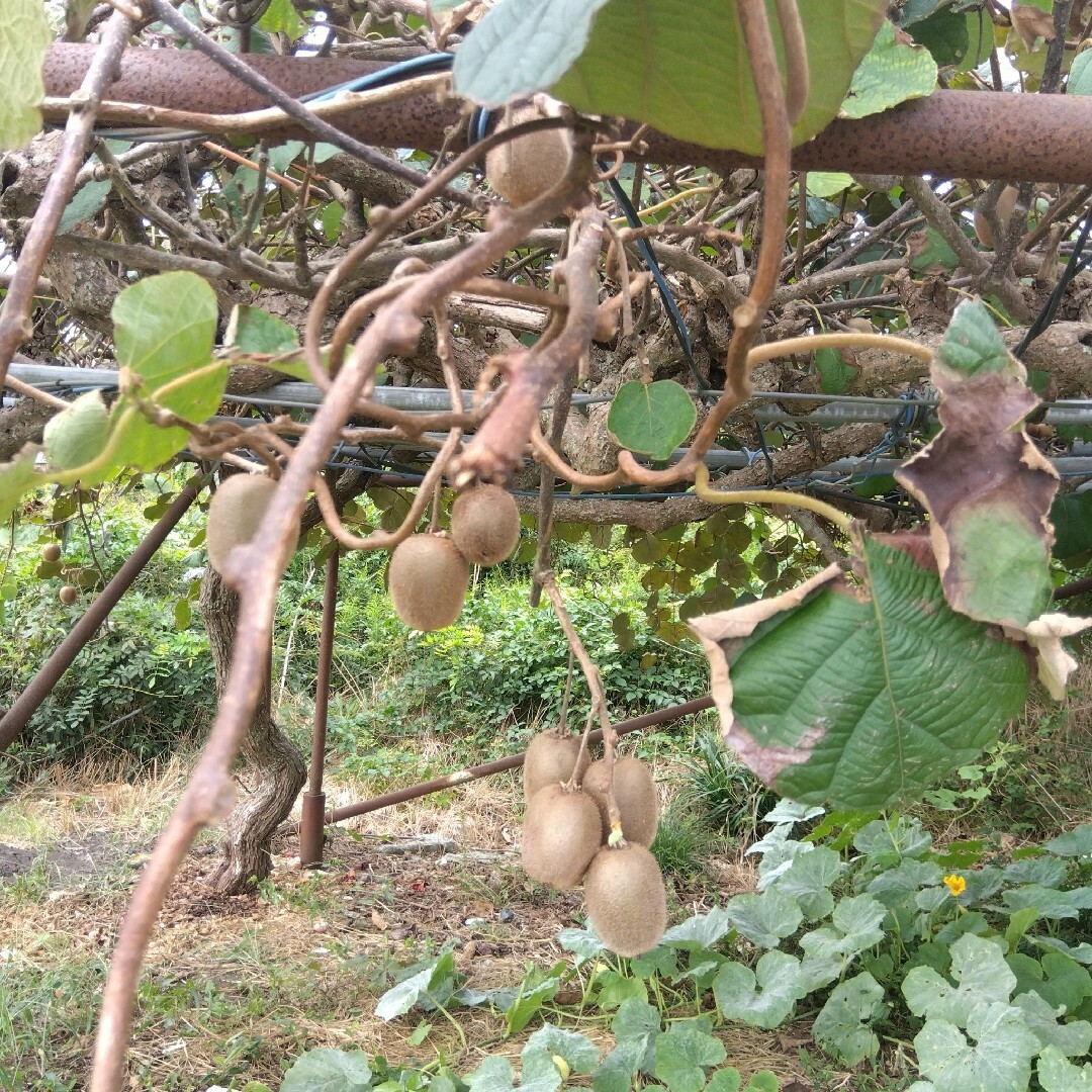 千葉県産 小さ目新鮮キウイフルーツ農薬不使用 食品/飲料/酒の食品(野菜)の商品写真