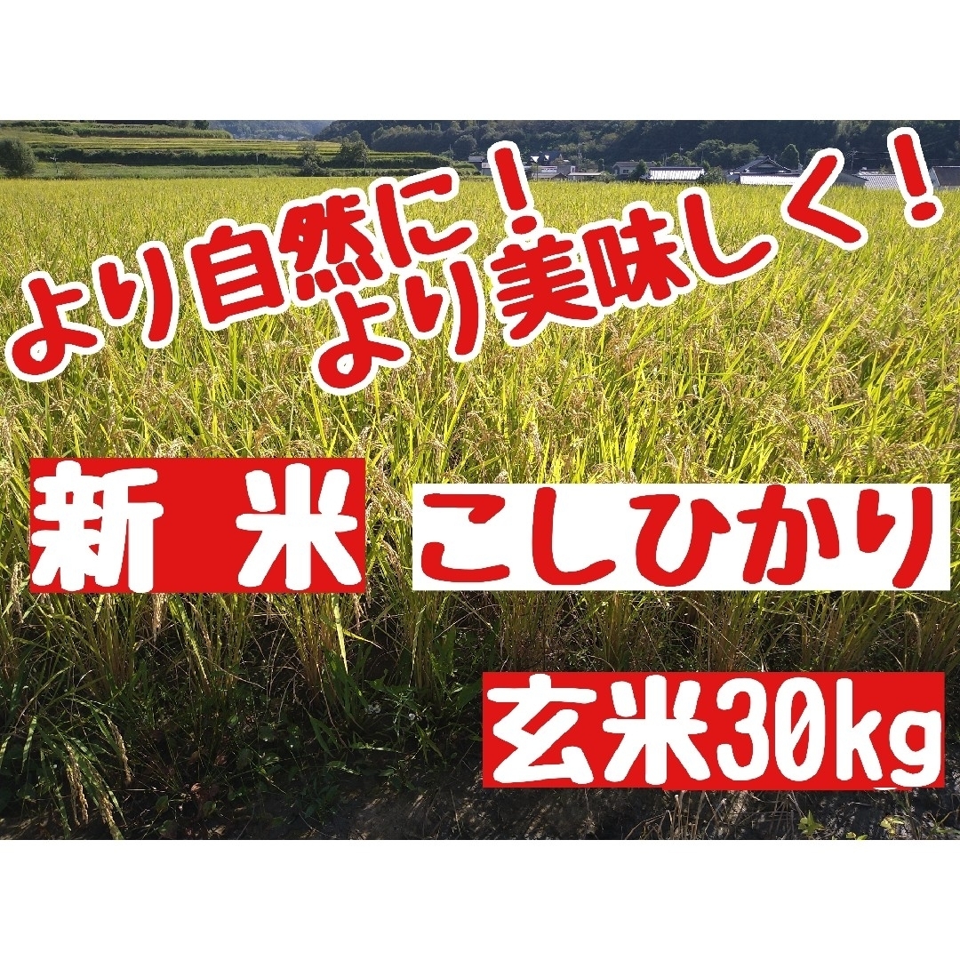 岡山県産こしひかり玄米30kg(令和5年産)　米/穀物