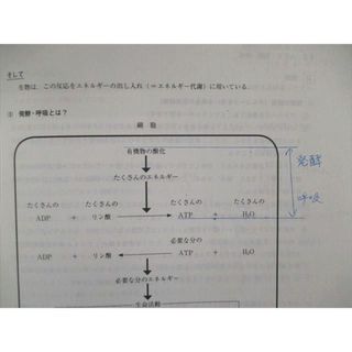 VE02-080 代々木ゼミナール　代ゼミ 【単元別】 高校生物Vol.5〜8 生態系・進化と系統など 計4冊 大堀求 18S0D