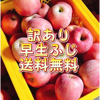 【産地直送】青森県産りんご 早生ふじ  10kg(フルーツ)