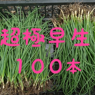 玉ねぎ苗【超極早生品種、アリオン１００本】(野菜)