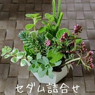 多肉植物【セダム詰合せ】【グリーンネックレス】カット苗(その他)