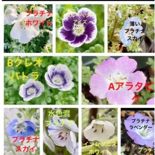 じゅりゆう様用　ネモフィラ   5タイプ　　種　50粒(プランター)