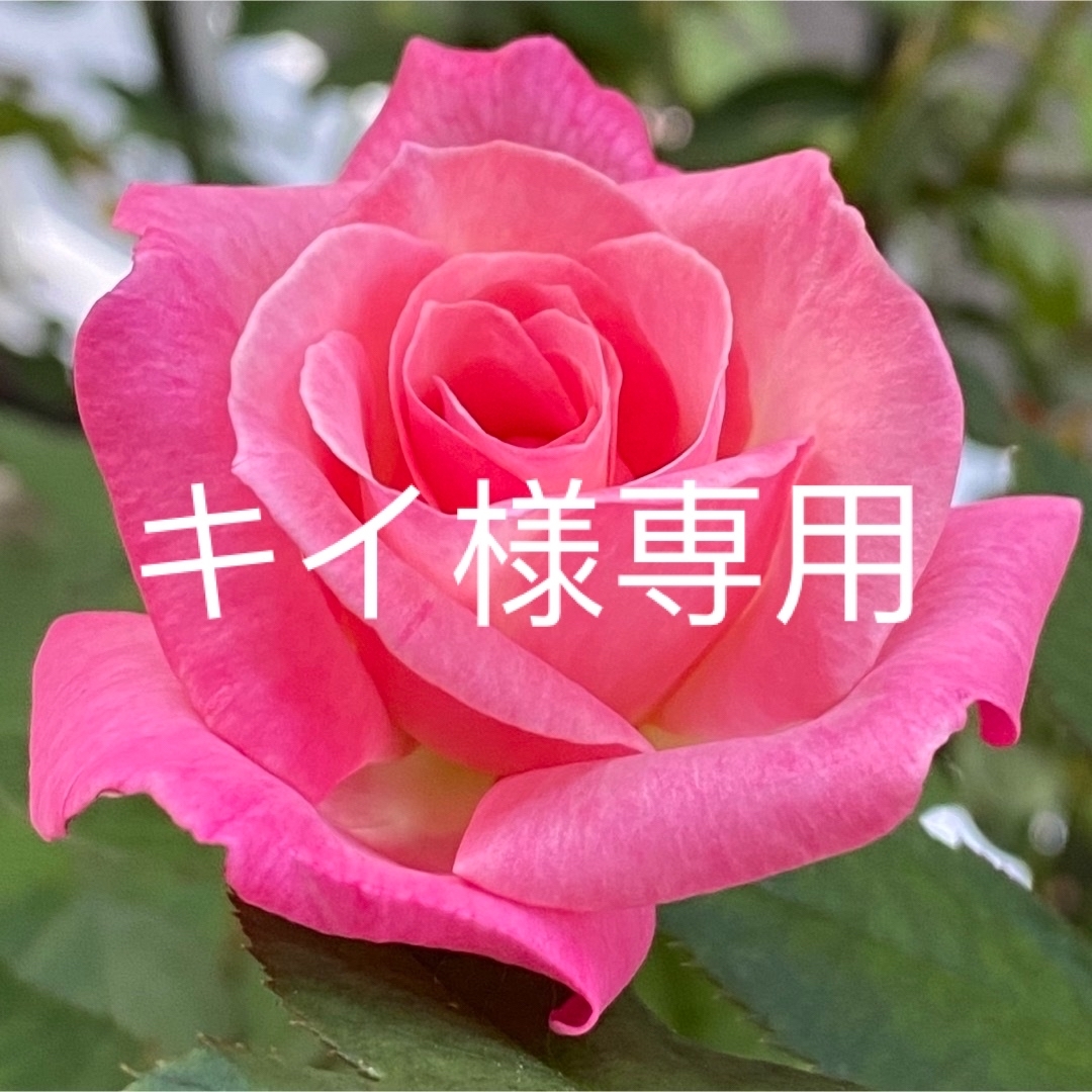 バラ苗 四季咲き 5点セットフラワー/ガーデン