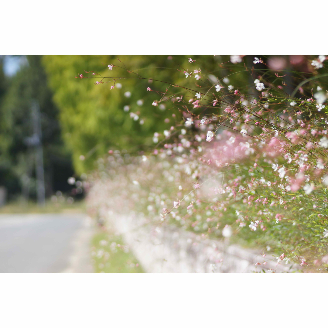 KONICA MINOLTA - 作例付き ミノルタ 100mm F2.8 マクロ 管mprの通販