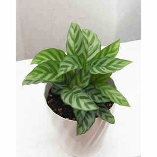 【フレディ】　カラテア　CAL22 　★観葉植物(その他)