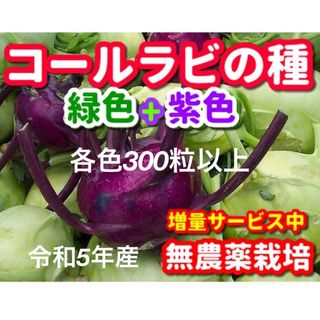 コールラビ種・各300粒以上✦合計600粒以上✦無農薬栽培の種・令和5年産(野菜)