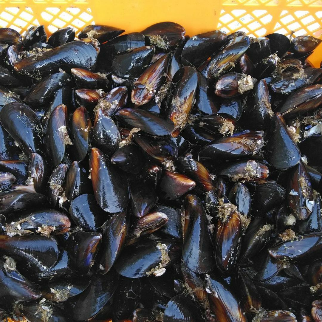 送料無料 釣り餌に★ムラサキイガイ１０ｋｇ1ｋ小分け袋入冷凍品イガイムール貝