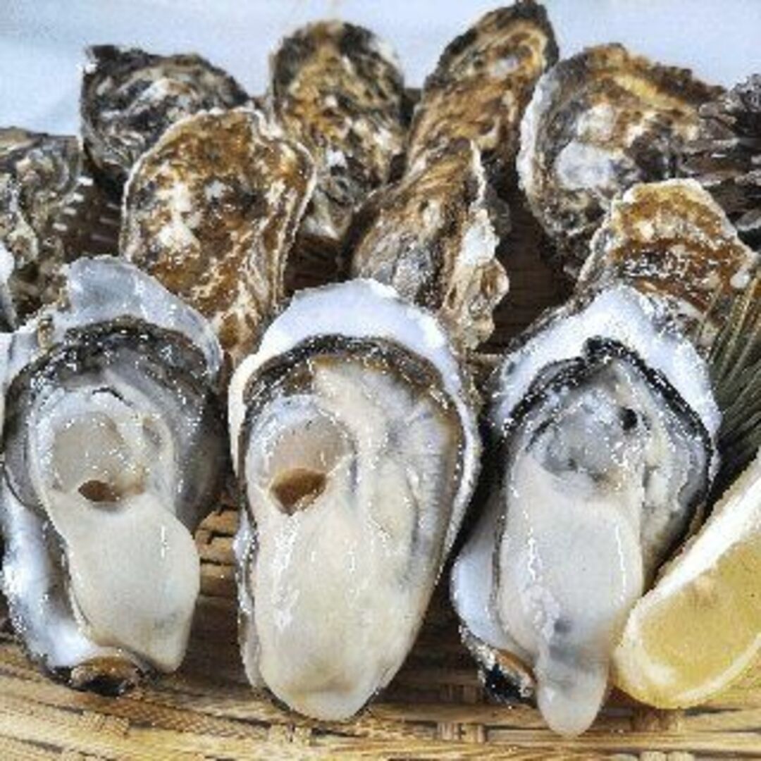 15時まで即日発送可能 生食用 殻付き 牡蠣 ８ｋｇ（約９０粒）牡蠣 殻付