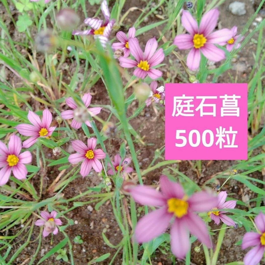 モナルダ　ベルガモット種MIX50粒 ハンドメイドのフラワー/ガーデン(その他)の商品写真