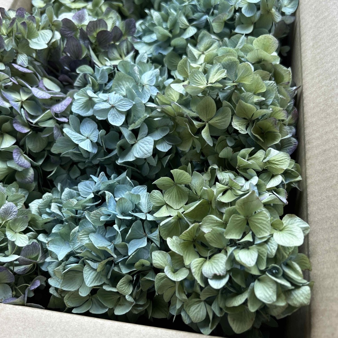 紫陽花ドライフラワー jjj  大量 お買い得品！秋色紫陽花