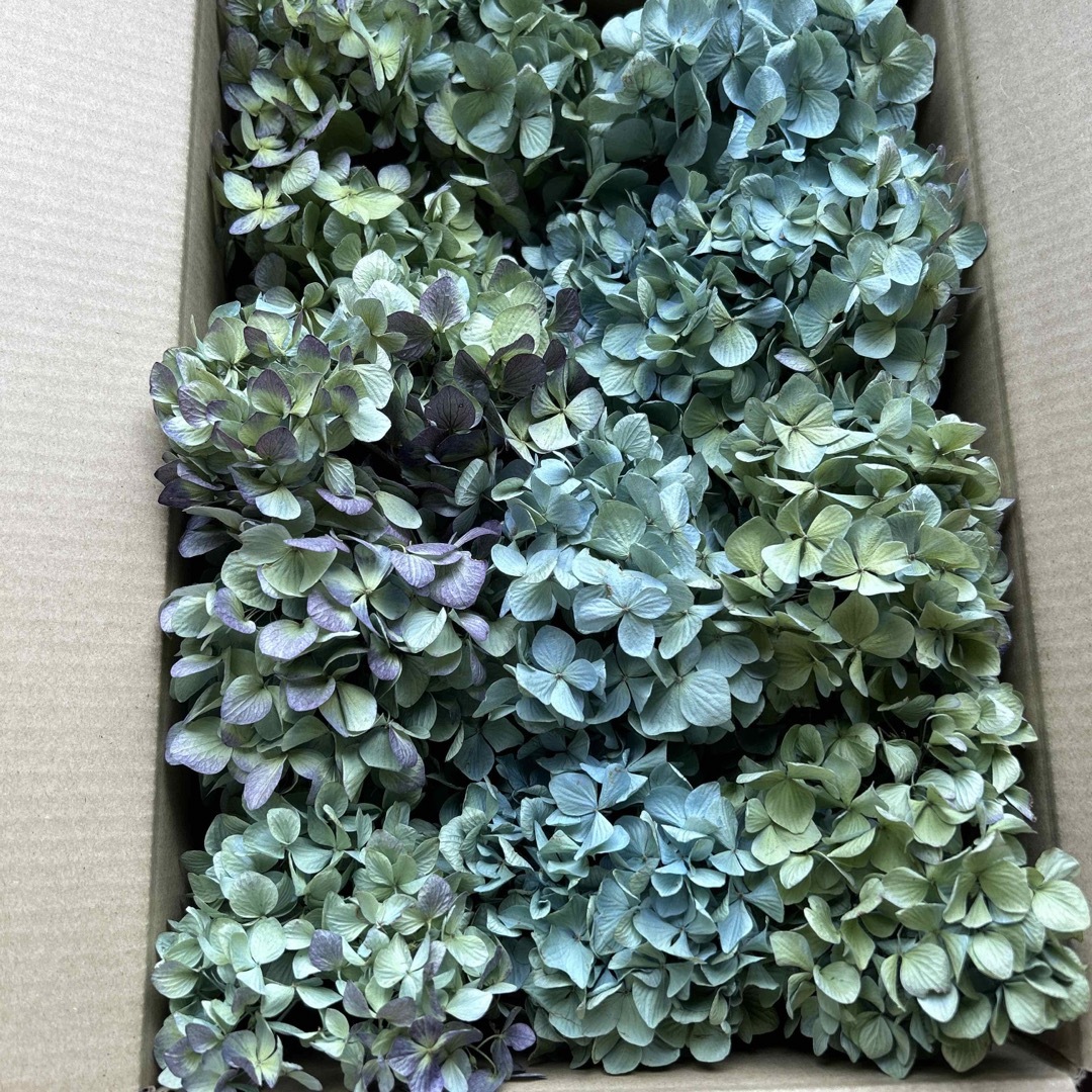 紫陽花ドライフラワー jjj  大量 お買い得品！秋色紫陽花