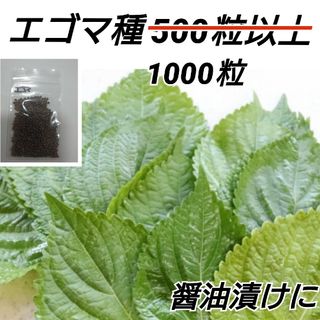 エゴマ黒種 500→1000粒以上【固定種】(プランター)