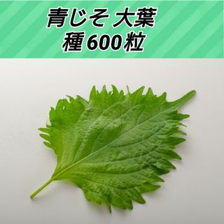 青じそ（大葉 ）種600粒以上(プランター)