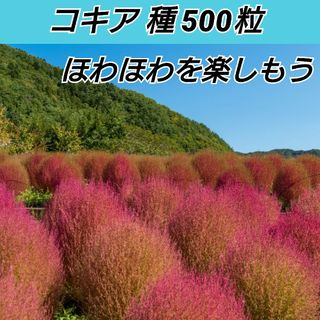 コキア 種200→500粒以上(プランター)