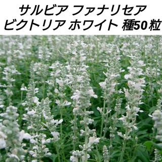 サルビア ファリナセア ビクトリアホワイト 花種 50粒(プランター)