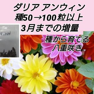 ダリア アンウィン混合 種50→100粒(プランター)