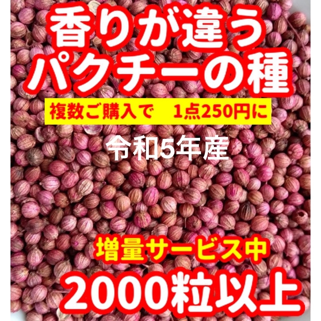 パクチー種22g【2000粒以上】★令和5年産・香りが違う 食品/飲料/酒の食品(野菜)の商品写真