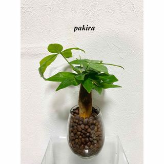 パキラ　観葉植物　ハイドロカルチャー(ドライフラワー)