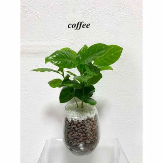 コーヒーの木　観葉植物　ハイドロカルチャー(ドライフラワー)