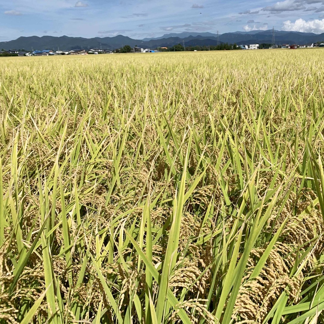 山形県産つや姫 玄米30キロ 農家直送 新米 おいしいお米 山形県産つや姫 玄米30キロ 農家直送 新米 おいしいお米