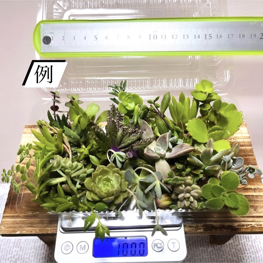 〜多肉植物カット苗詰め合わせ〜100グラム...499円 ハンドメイドのフラワー/ガーデン(その他)の商品写真