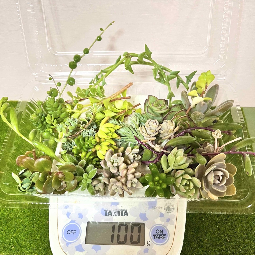 〜多肉植物カット苗詰め合わせ〜100グラム...499円 ハンドメイドのフラワー/ガーデン(その他)の商品写真