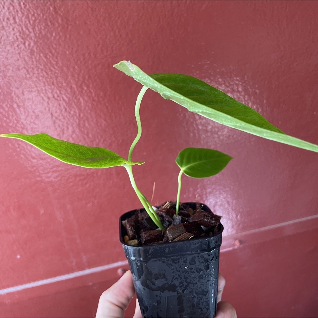 アンスリウム ベイチー Anthurium veitchiiの通販 by dadadadadda's