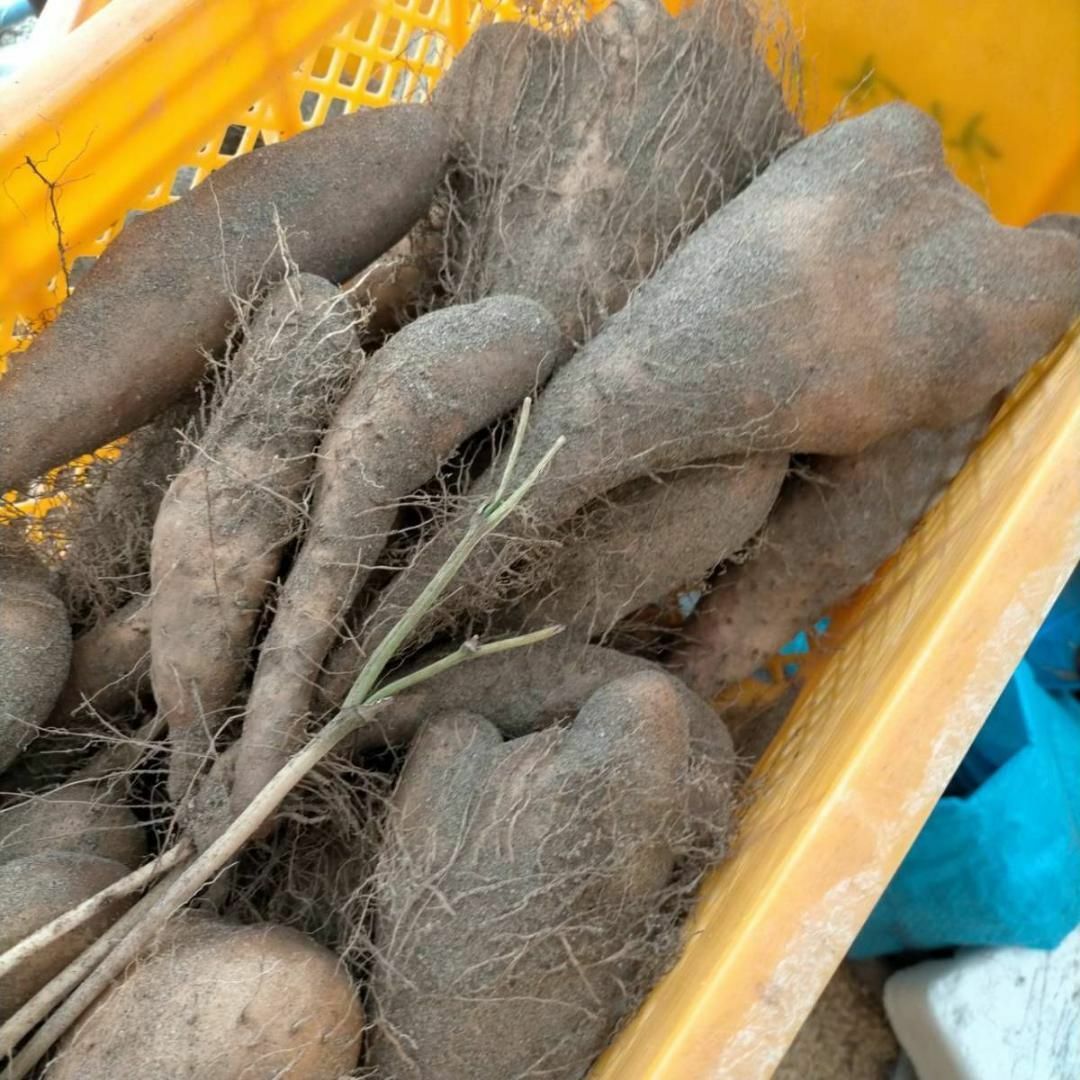 【贈答用】とっくり芋　短形自然薯　抜きたて 5kg程度　とろろ　ねばり　山芋 食品/飲料/酒の食品(野菜)の商品写真