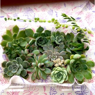 多肉植物カット苗5寄せ植え(その他)