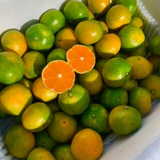 愛媛県産 極早生みかん　 3㎏　柑橘　ミカン(フルーツ)