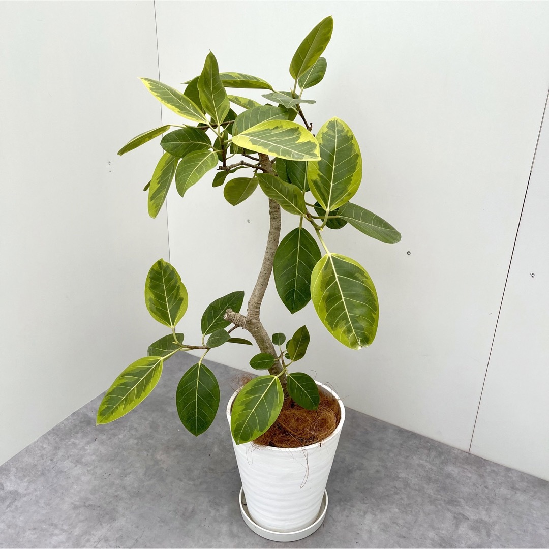 フィカス　アルテシマ　8【現品】観葉植物