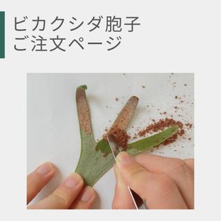 【品種・量をお選びいただけます！】ビカクシダ　胞子　ご注文ページ