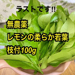 農薬不使用　レモンの若葉　枝付100g(その他)