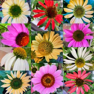 ❀エキナセア❀花の種❀ミックス❀