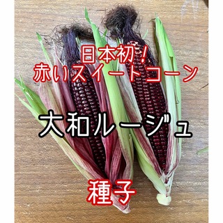 大和ルージュの種 20粒  日本初！ 赤いスイートコーン(野菜)