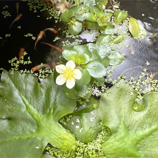 レア！ 白玉浮草 水草 カット苗 1株 アマフロ2株(アクアリウム)