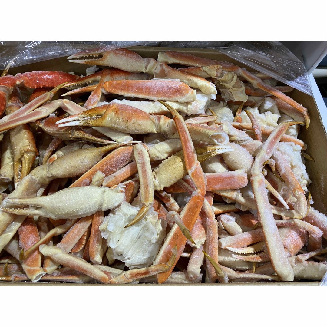 ずわい蟹　B品ズワイガニ　7〜8kg
